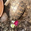 Hermanns : Young male approx 4 years old (Boris)